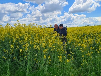 Uljana repica na polju Nine Staića