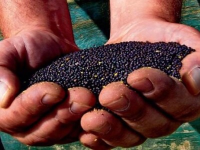 Sjeme uljane repice Sjeme uljane repice