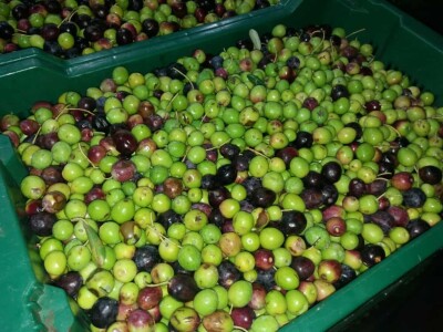 Uljara Bilaja Uljara Bilaja