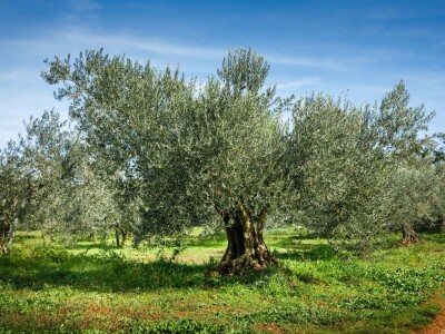 Uljara Grubić Uljara Grubić