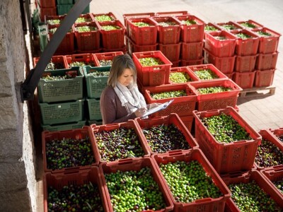 Uljara Grubić Uljara Grubić