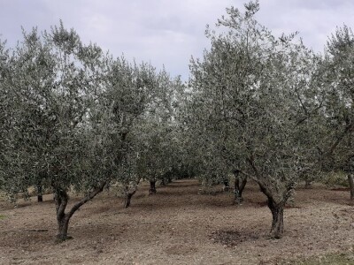 Uljara Laća Uljara Laća