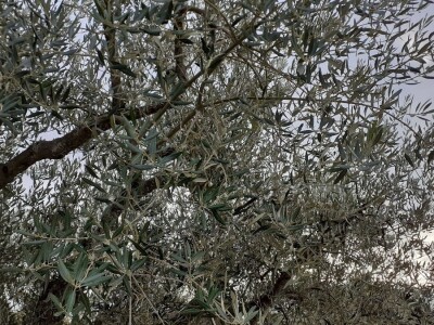 Uljara Laća Uljara Laća