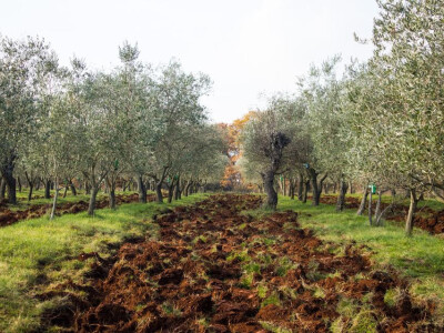 Lijep prizor velike brige o maslinama Lijep prizor velike brige o maslinama