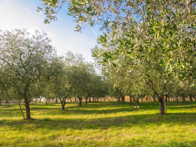 Svako stablo masline  je očuvano i zdravo Svako stablo masline  je očuvano i zdravo
