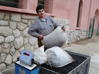 Masline su spremne za preradu