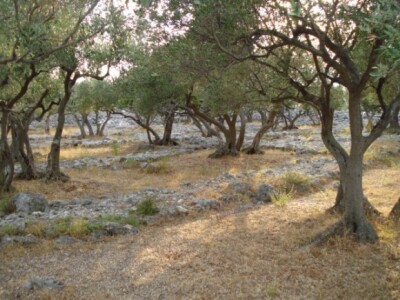 U creskim maslinicima nema korova