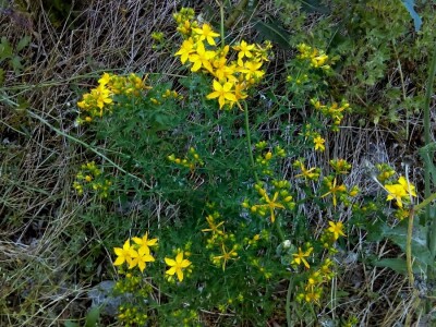 Priroda koja liječi