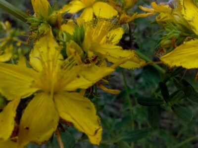 Ovako velike cvjetove teško je ne zamijetititi