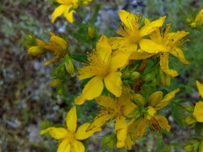 Prelijepi svježi žuti cvjetovi