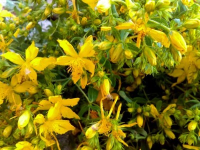 Mnogo cvjetova - bit će ulja!