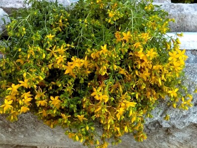 Ubrani su cvjetovi koji će se kasnije koristiti u prave svrhe