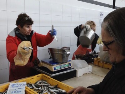 Ulov i trženje srdele