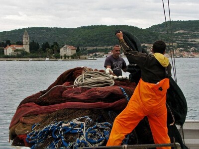 Ulov i trženje srdele