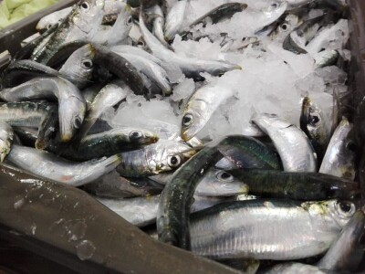 Ulov i trženje srdele