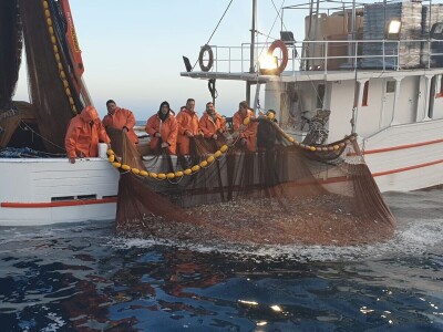 Ulov i trženje srdele