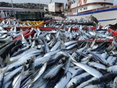 Ulov male plave ribe