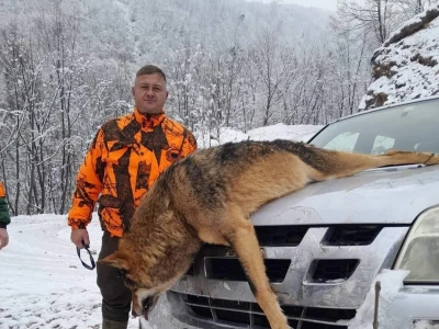Ulov vuka