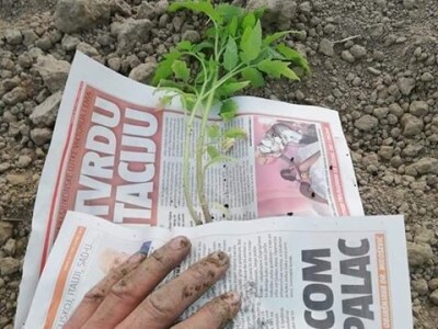 Umatanje presadnica u novinski papir