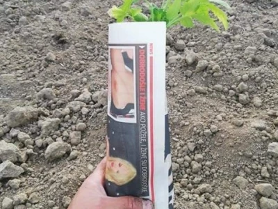 Umatanje presadnica u novinski papir
