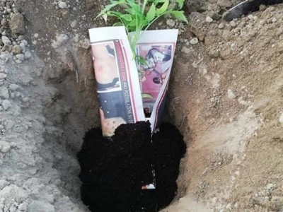 Umatanje presadnica u novinski papir