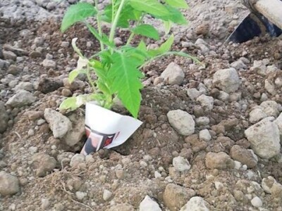 Umatanje presadnica u novinski papir