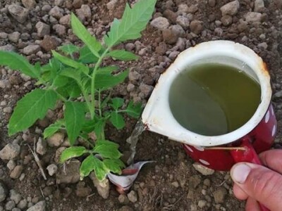 Umatanje presadnica u novinski papir