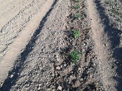 Umatanje presadnica u novinski papir