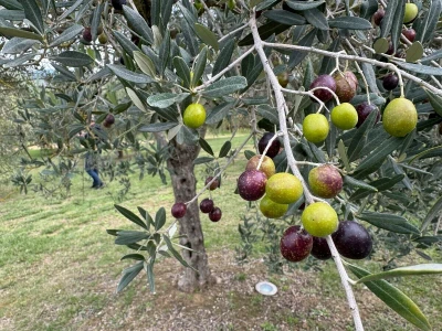 Umbrija Italija 2024