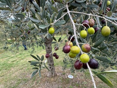 Umbrija Italija 2024