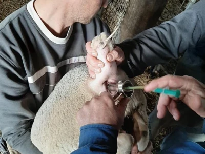 umjetna oplodnja ovaca
