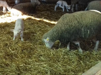 umjetna oplodnja ovaca