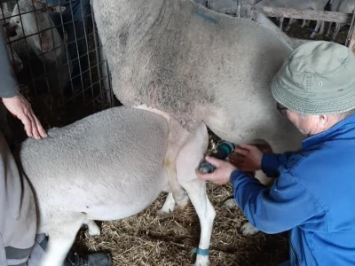 umjetna oplodnja ovaca
