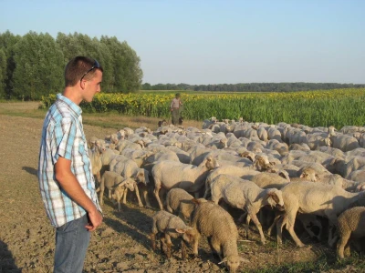 umjetna oplodnja ovaca
