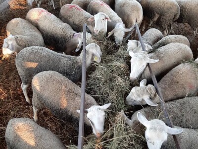 umjetna oplodnja ovaca umjetna oplodnja ovaca