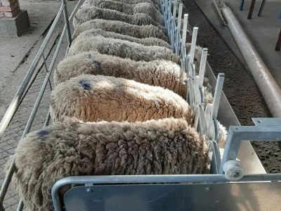 umjetna oplodnja ovaca