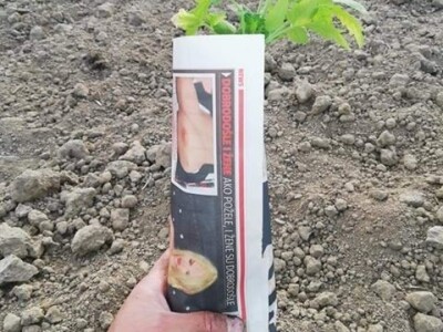Umotavanje rasada u novinski papir