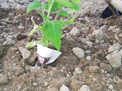 Umotavanje rasada u novinski papir