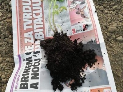 Umotavanje rasada u novinski papir