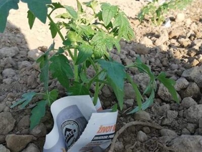 Umotavanje rasada u novinski papir