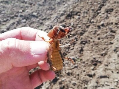 Umotavanje rasada u novinski papir