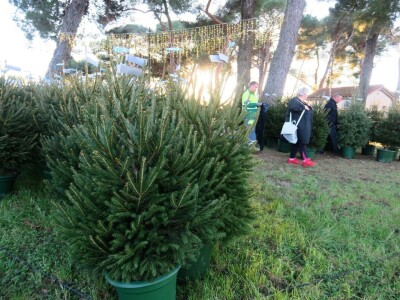 Unajmite živo božićno drvce - rješenje koje nudi Grad Pula i komunalno poduzeće Pula Herculanea