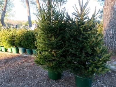 Unajmite živo božićno drvce - rješenje koje nudi Grad Pula i komunalno poduzeće Pula Herculanea