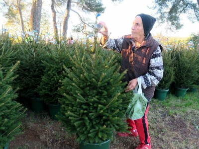 Unajmite živo božićno drvce - rješenje koje nudi Grad Pula i komunalno poduzeće Pula Herculanea