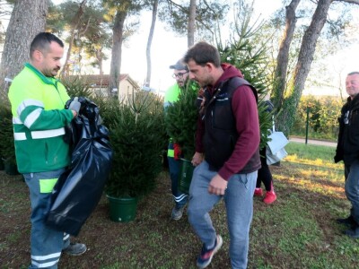Unajmite živo božićno drvce - rješenje koje nudi Grad Pula i komunalno poduzeće Pula Herculanea