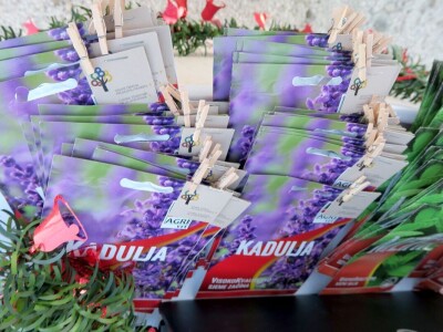 Unajmite živo božićno drvce - rješenje koje nudi Grad Pula i komunalno poduzeće Pula Herculanea