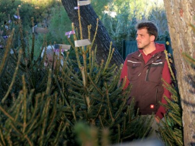 Unajmite živo božićno drvce - rješenje koje nudi Grad Pula i komunalno poduzeće Pula Herculanea