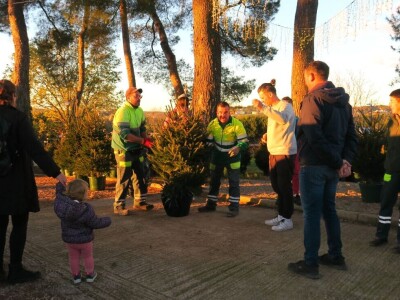 Unajmite živo božićno drvce - rješenje koje nudi Grad Pula i komunalno poduzeće Pula Herculanea