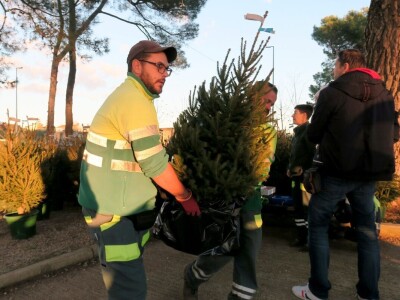 Unajmite živo božićno drvce - rješenje koje nudi Grad Pula i komunalno poduzeće Pula Herculanea