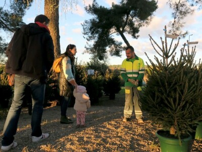 Unajmite živo božićno drvce - rješenje koje nudi Grad Pula i komunalno poduzeće Pula Herculanea